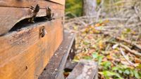 Dunkle Biene Volk aus Wald bei VK